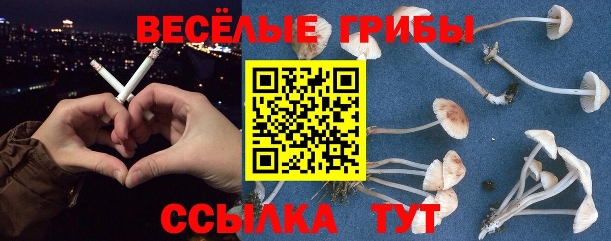 Строитель  Псилоцибиновые грибы GOLDEN TEACHER  Вход с VPN  Галлюциногенные грибы Psilocybe 